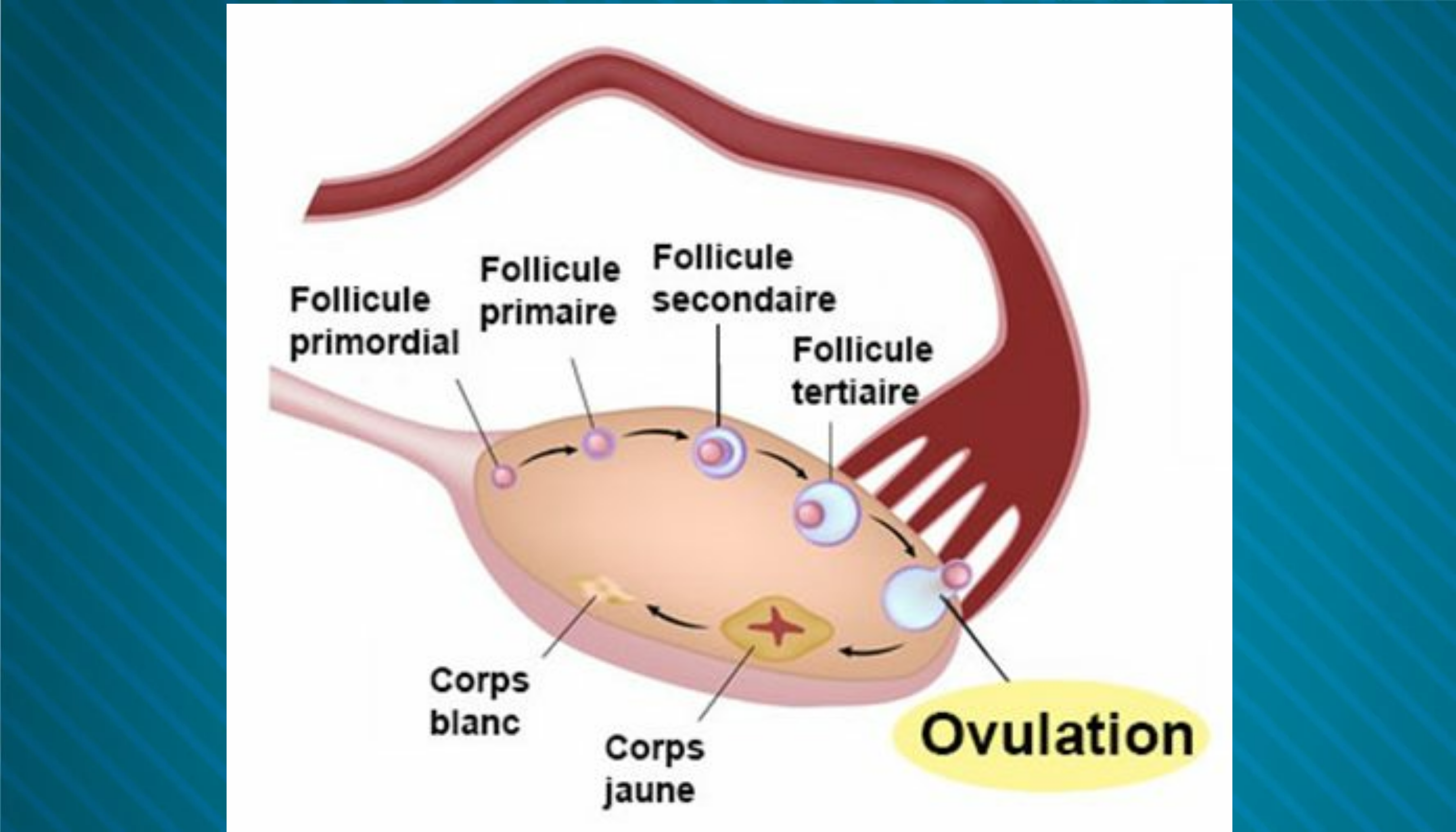 Santé Durée De L’ovulation La Brève Info.